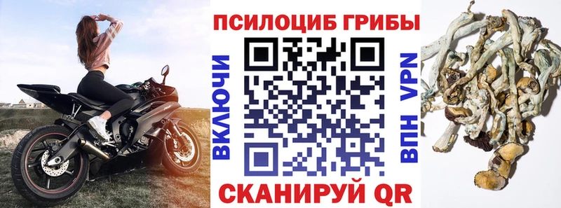 Псилоцибиновые грибы GOLDEN TEACHER  Кондрово 